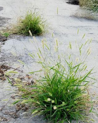 小草代表什么人？如何解读小草在文化中的象征意义？