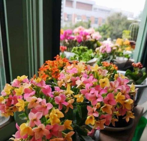 复合肥适合种什么花？如何正确选择复合肥料？