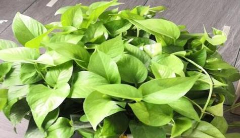 复合维生素b用于浇花的效果如何？使用方法是什么？