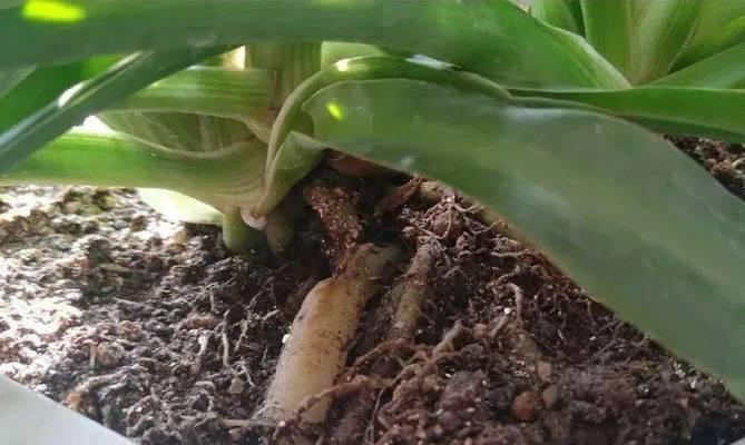 复合维生素b用于浇花的效果如何？使用方法是什么？