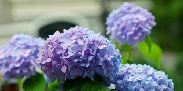 绣球花的花语和寓意是什么？它象征着什么意义？