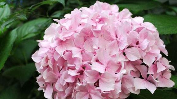 绣球花的花语寓意是什么？如何正确解读绣球花的含义？