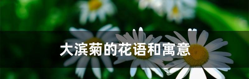 烟花菊代表什么意思？如何理解烟花菊的花语和寓意？