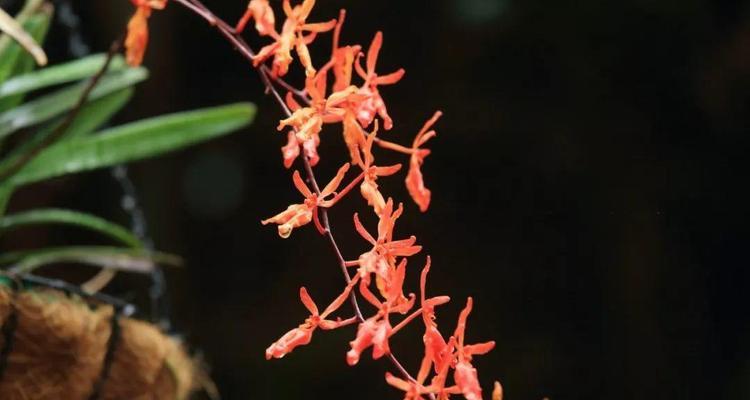 烟花菊代表什么意思？如何理解烟花菊的花语和寓意？