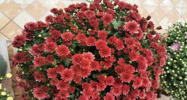 烟花菊代表什么意思？如何理解烟花菊的花语和寓意？