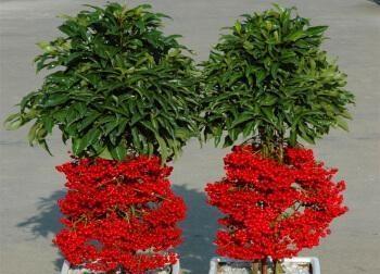 富贵满堂花养殖方法有哪些？如何确保花开富贵满堂？