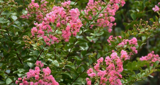 富贵满堂花养殖方法有哪些？如何确保花开富贵满堂？