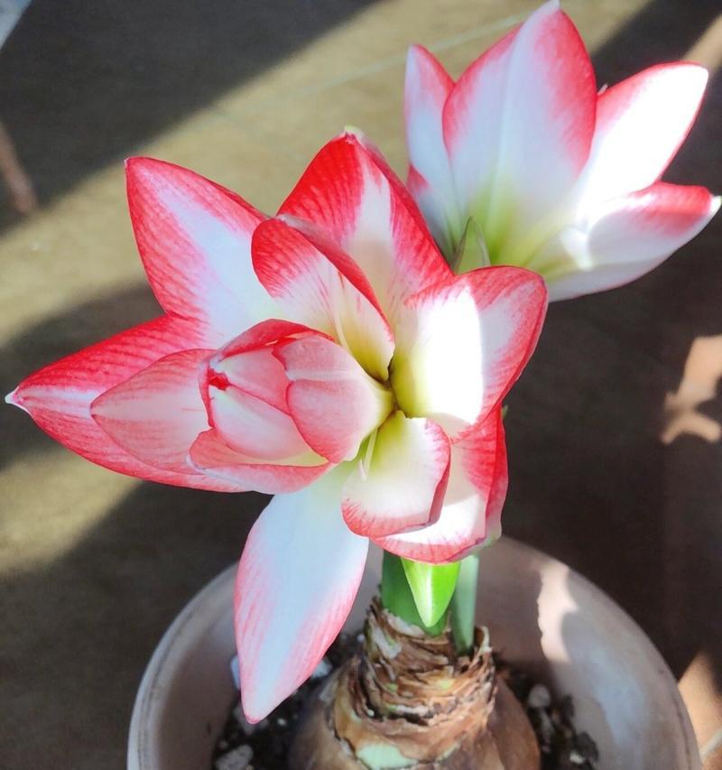 洋葱开花的样子和寓意是什么？