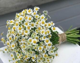 洋甘菊的花语和寓意象征着什么意思？如何正确解读洋甘菊的含义？
