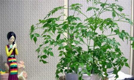 富贵树多久浇一次水？如何判断浇水时机？