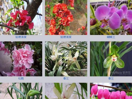 富贵树和幸福树有什么区别？如何区分它们？