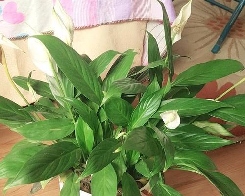 一帆风顺的花语是什么？寓意有哪些？
