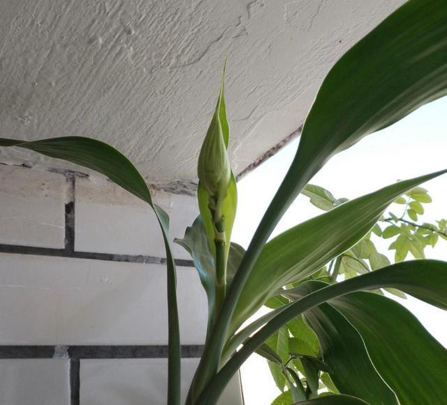 富贵树开花好吗？富贵树开花寓意着什么？