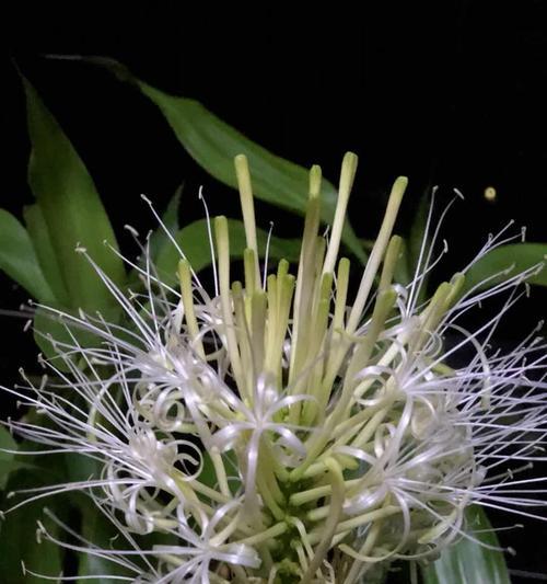 富贵树开花好吗？富贵树开花寓意着什么？