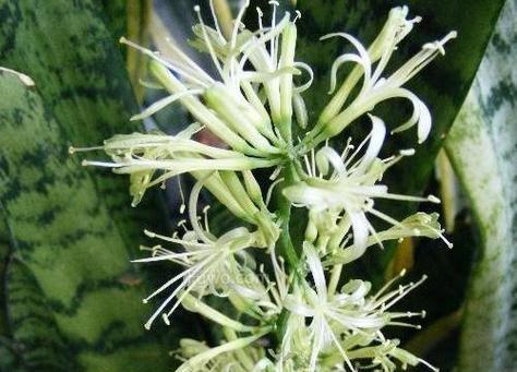 富贵树开花好吗？富贵树开花寓意着什么？