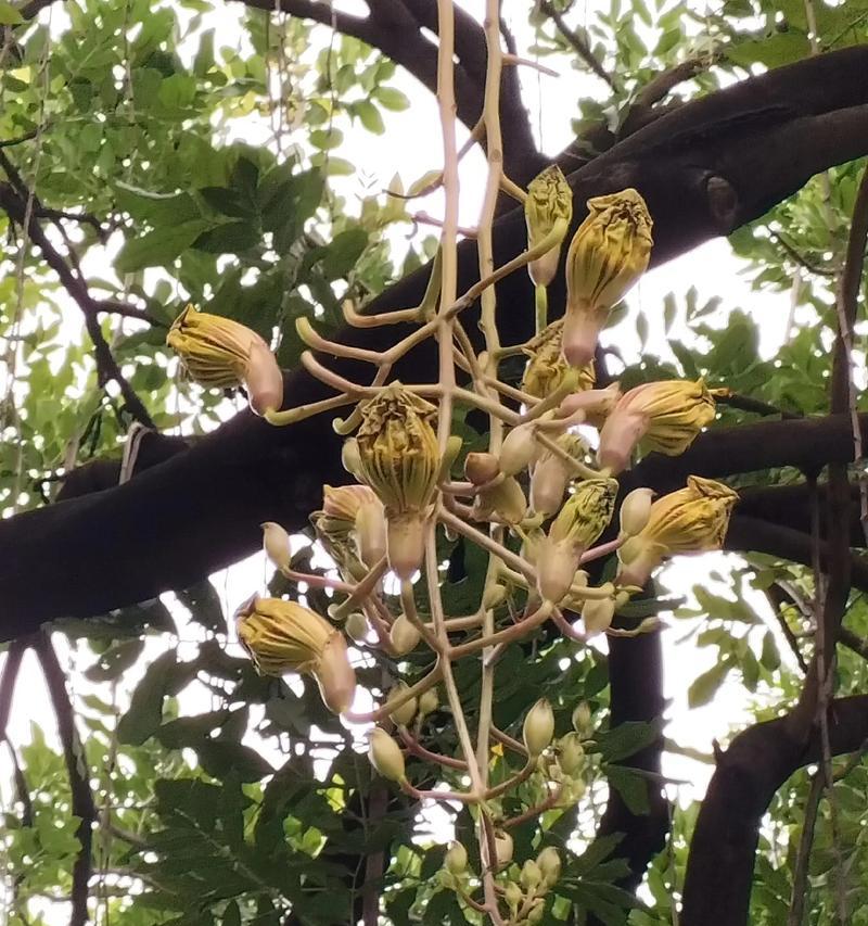 一抹香开花的样子和含义是什么？