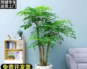 富贵树能吸收甲醛吗？效果如何？