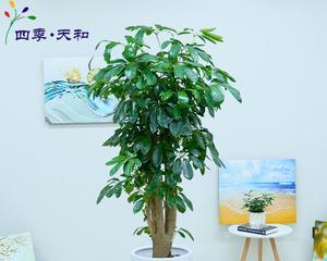 富贵树水培好还是土培好？哪种方法更适合室内养护？