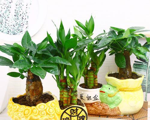 富贵树有毒吗？室内养护需要注意什么？