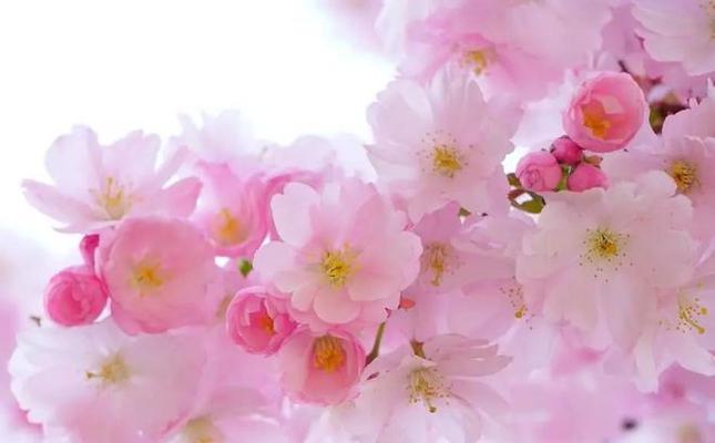 樱花的象征意义是什么？樱花代表的寓意有哪些？