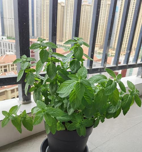 富贵椰子的风水寓意是什么？如何正确摆放以招财进宝？