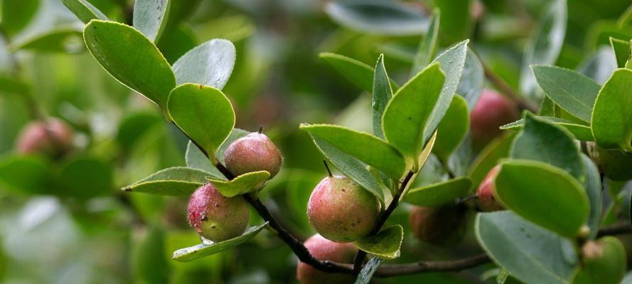 硬叶林代表植物常绿硬叶林的叶片有哪些特点？如何适应干旱环境？