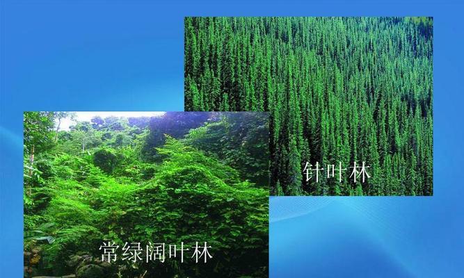 硬叶林代表植物常绿硬叶林的叶片有哪些特点？如何适应干旱环境？