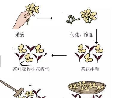 富贵椰子如何正确浇水？最佳浇水时间是什么时候？