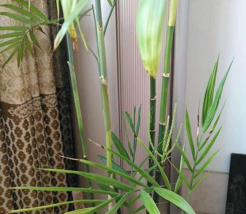 富贵椰子耐寒吗？如何在寒冷地区种植和养护？