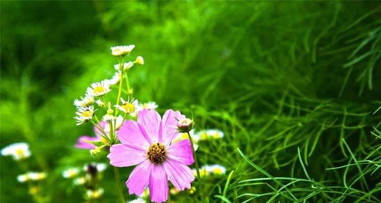什么花代表重逢？揭秘具有重逢花语的花卉有哪些？