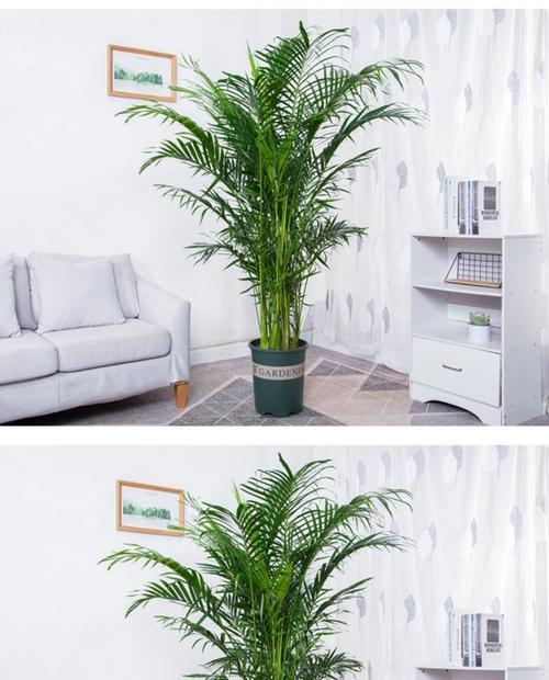 富贵椰子耐寒吗？如何在寒冷地区种植和养护？