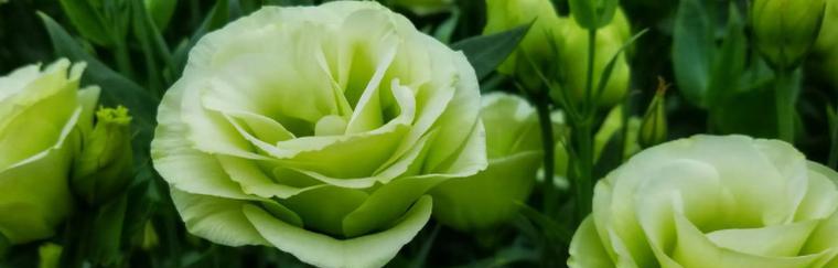 什么花代表自信？揭秘自信花语的花卉有哪些？