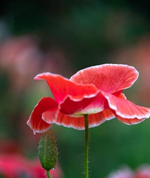 虞美人的花语含义是什么？