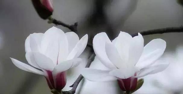 玉兰花的花语是什么？它象征着哪些寓意？