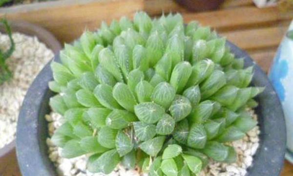 玉露的花语和寓意花语是什么意思？如何正确理解玉露的象征意义？