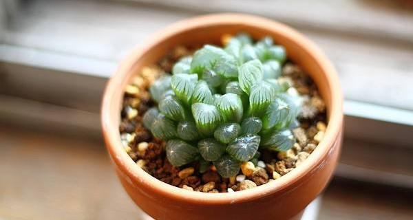 玉露的花语和寓意花语是什么意思？如何正确理解玉露的象征意义？