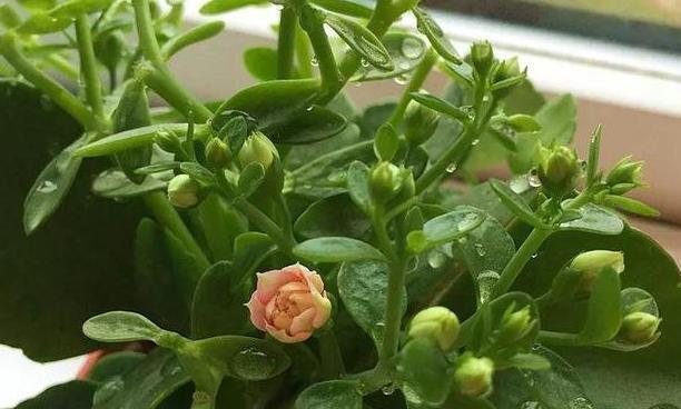 寓意长寿的植物有哪些？如何养护才能更长久？