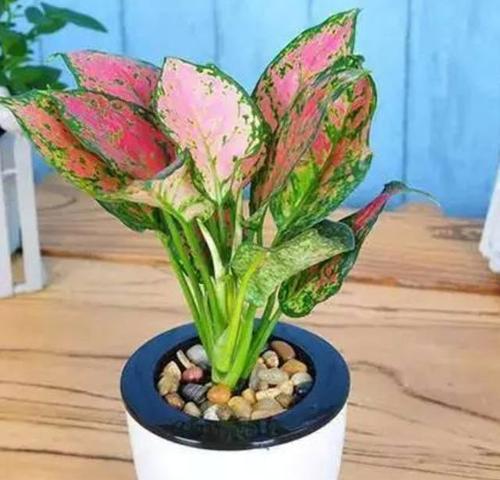 寓意吉祥的植物有哪些？如何选择适合自己的吉祥植物？