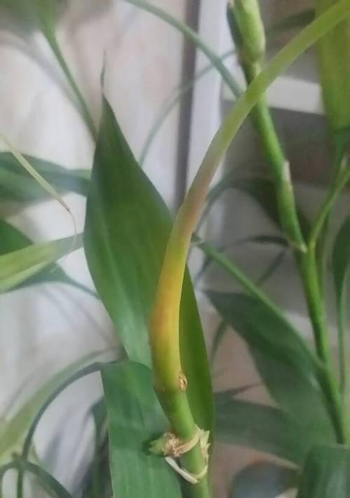 富贵竹不发芽怎么办？如何解决富贵竹生长停滞问题？