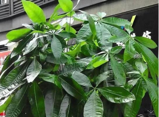 寓意招财的植物有哪些？如何正确养护以招财？