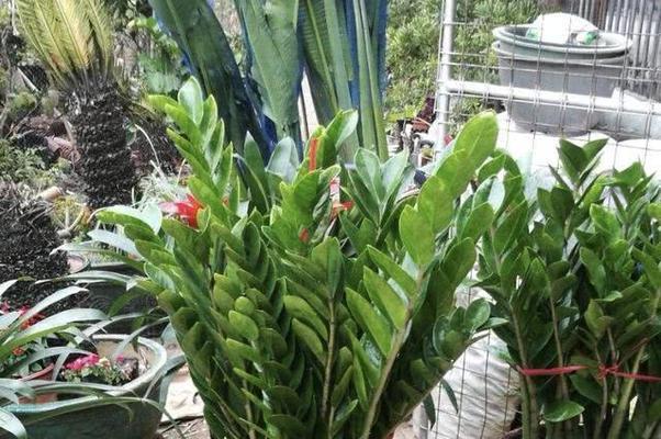 寓意招财的植物有哪些？如何正确养护以招财？