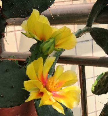 仙人掌开花代表什么？为什么有些仙人掌不会开花？