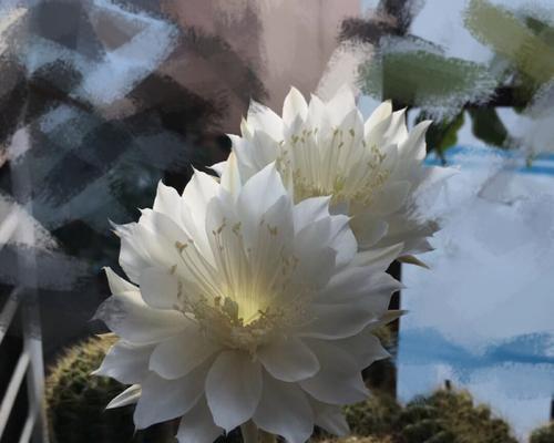 仙人掌开花代表什么？为什么有些仙人掌不会开花？