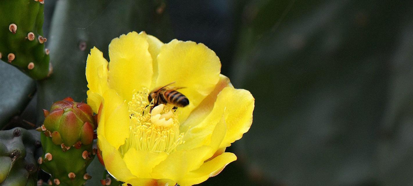 仙人掌开花代表什么？为什么有些仙人掌不会开花？