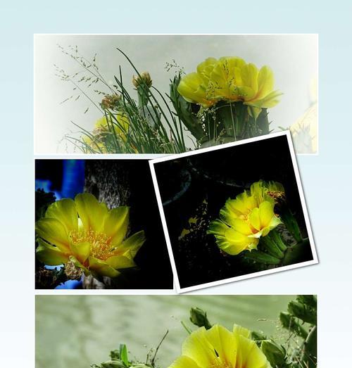 仙人掌类植物的花语是什么？如何正确解读它们的含义？
