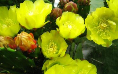 仙人掌类植物的花语是什么？如何正确解读它们的含义？