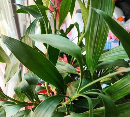 富贵竹叶子修剪技巧？如何保持植株美观？