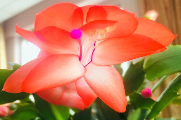 仙人掌名称花语是什么？如何根据花语选择合适的仙人掌？