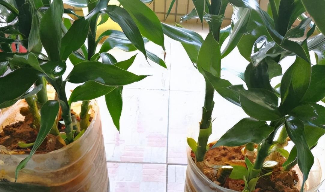 富贵竹的汁液有毒吗？接触后应该注意什么？