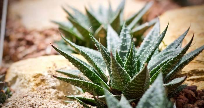 仙人掌植物叶子的特点是什么意思？如何识别和养护？